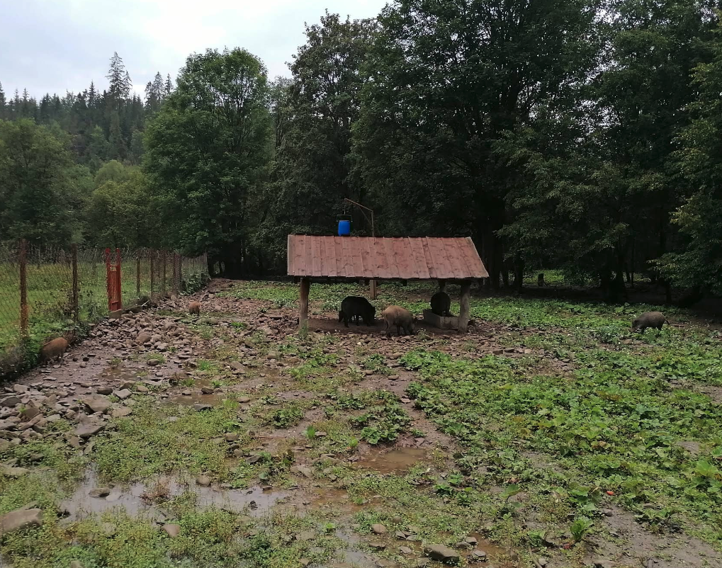 Zagroda dzików w Orawskiej Półgórze