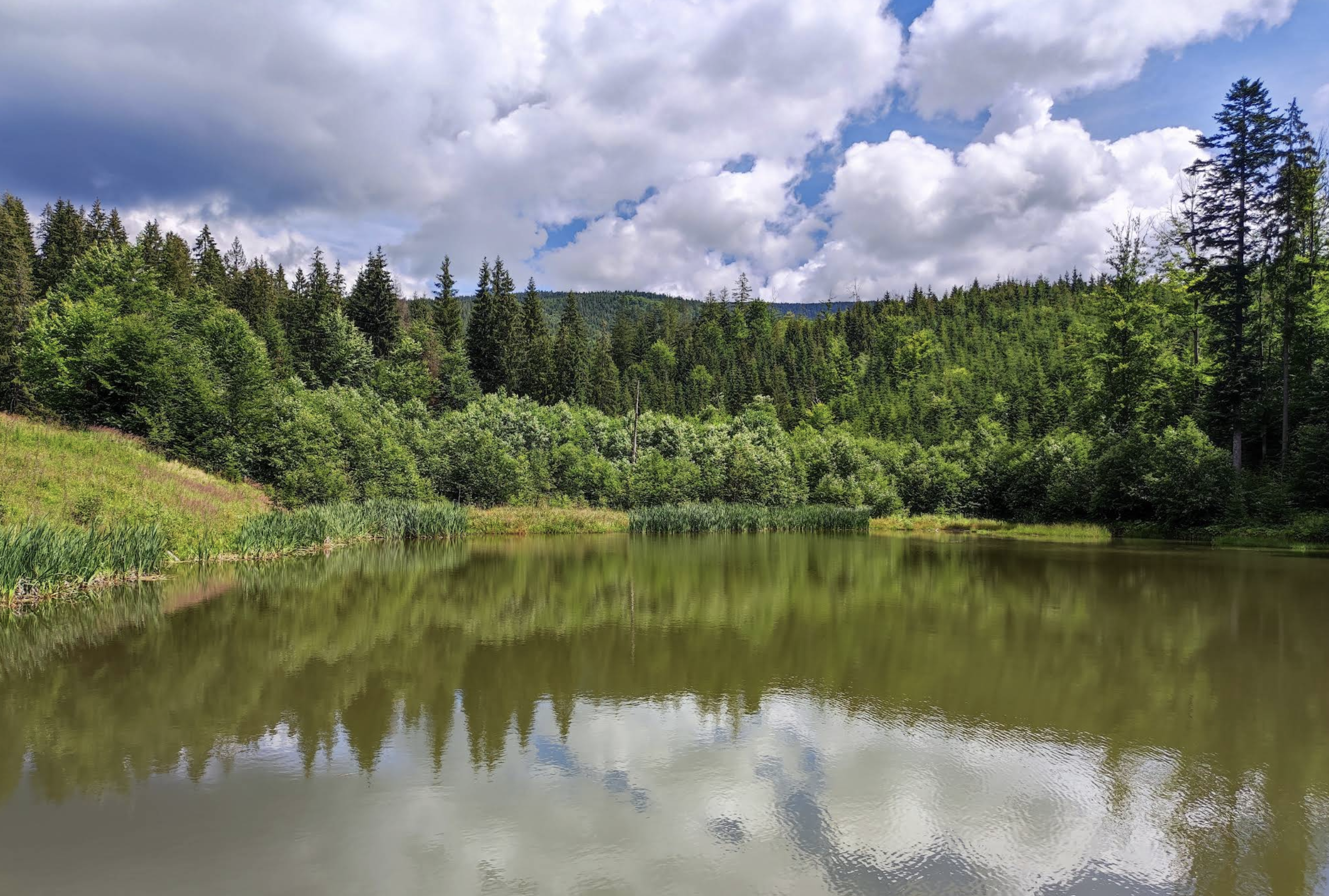 Staw Polhorský tajch